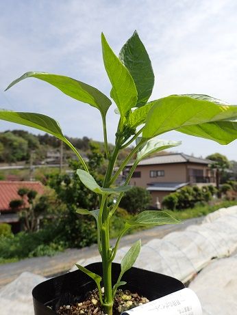 葉山野菜農作日記 4月下旬 ピーマンのコンパニオンプランツ 暇人主婦の家庭菜園 楽天ブログ