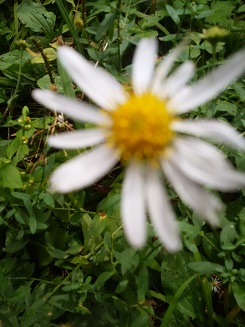 ２森林公園の花.jpg
