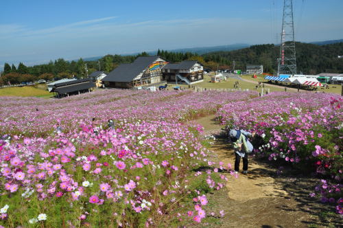 となみ　夢の平　コスモス