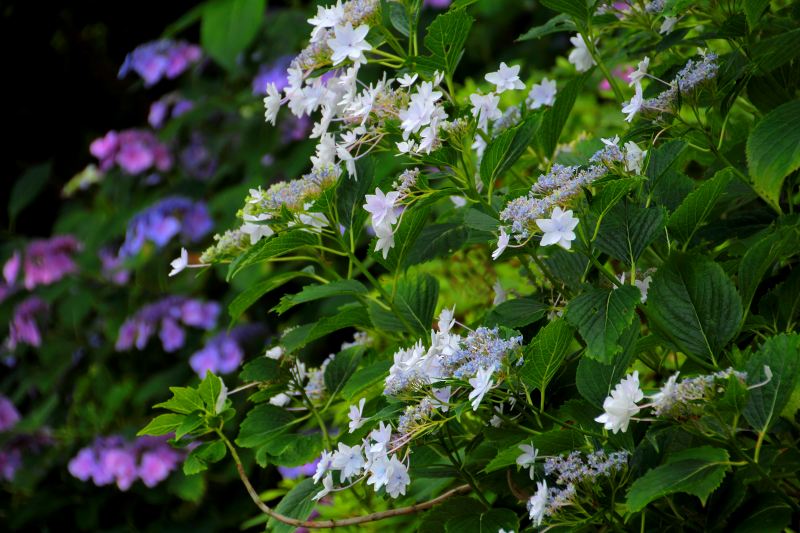 中千本公園の紫陽花_06.jpg