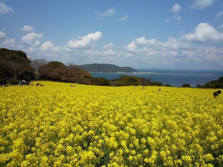 福岡 能古島 のこのしまアイランドパーク 菜の花 割引券 まったりほっこりのんびり 楽天ブログ