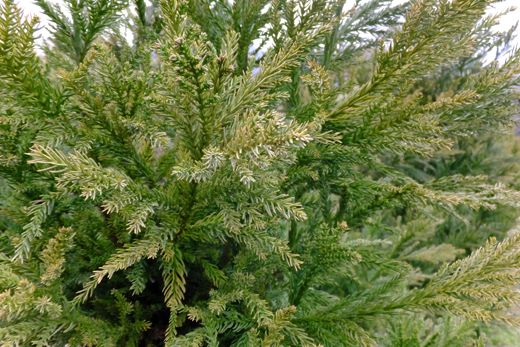 DSCF7394.jpg