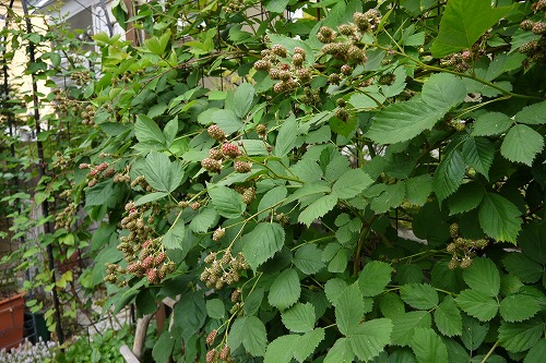 P1020101.jpg