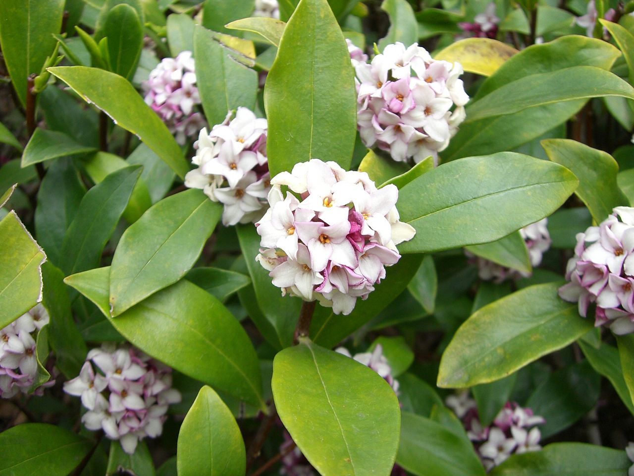 ３月の花 薬剤師stephenのよろずブログ 楽天ブログ