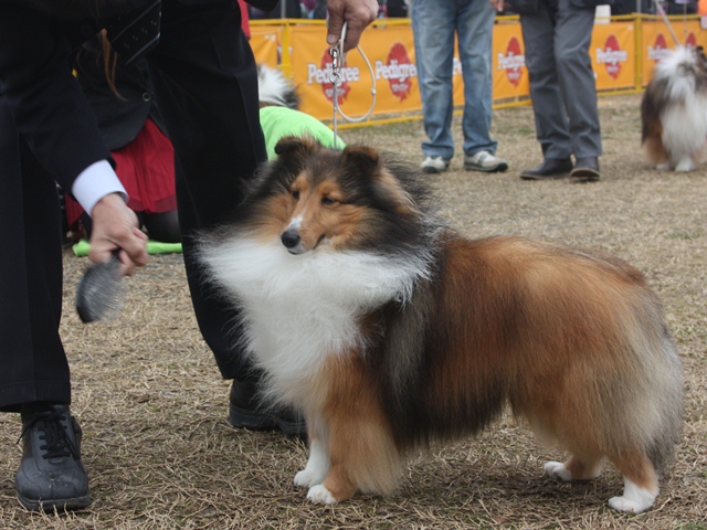 IMG_0806 - コピー.JPG