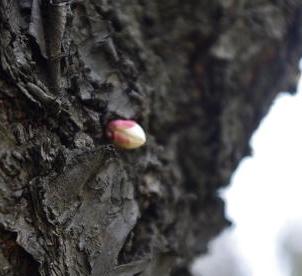 2013ume4.JPG