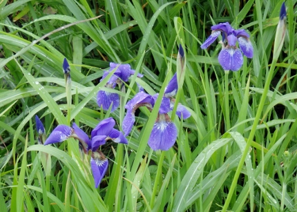 花菖蒲