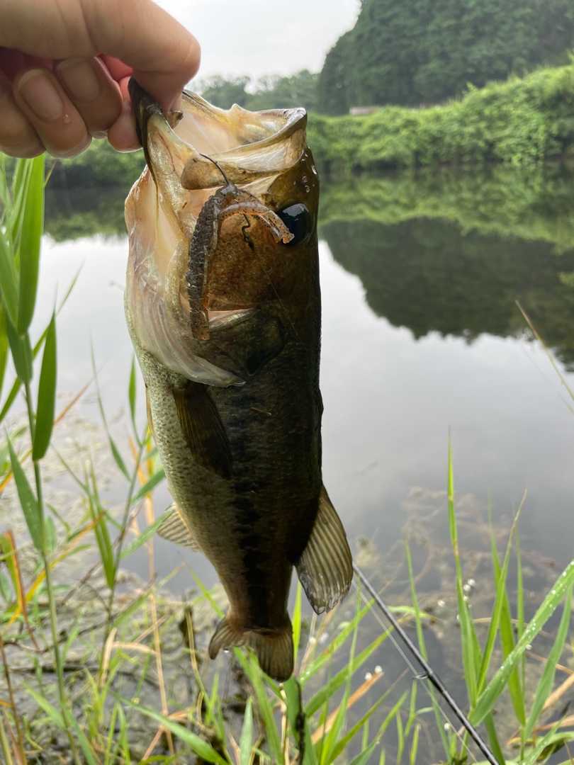 バス釣り 初心者バサーlのブログ 楽天ブログ