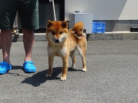 八女大島荘さんへ 犬舎訪問記19 07 柴楽日記 楽天ブログ