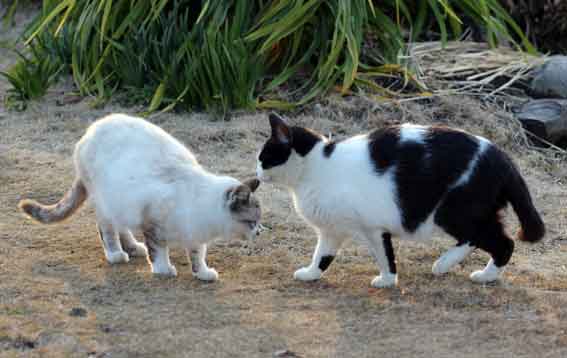 我が家のニャンコ♪2014/01/17-3