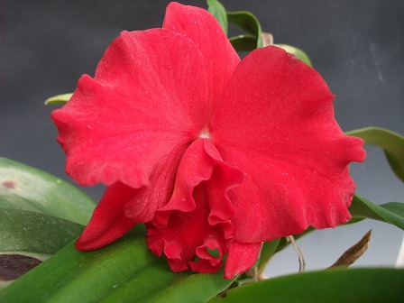 Slc. Dixie Jewels 'Suzuki' SM/JOGA 20130324