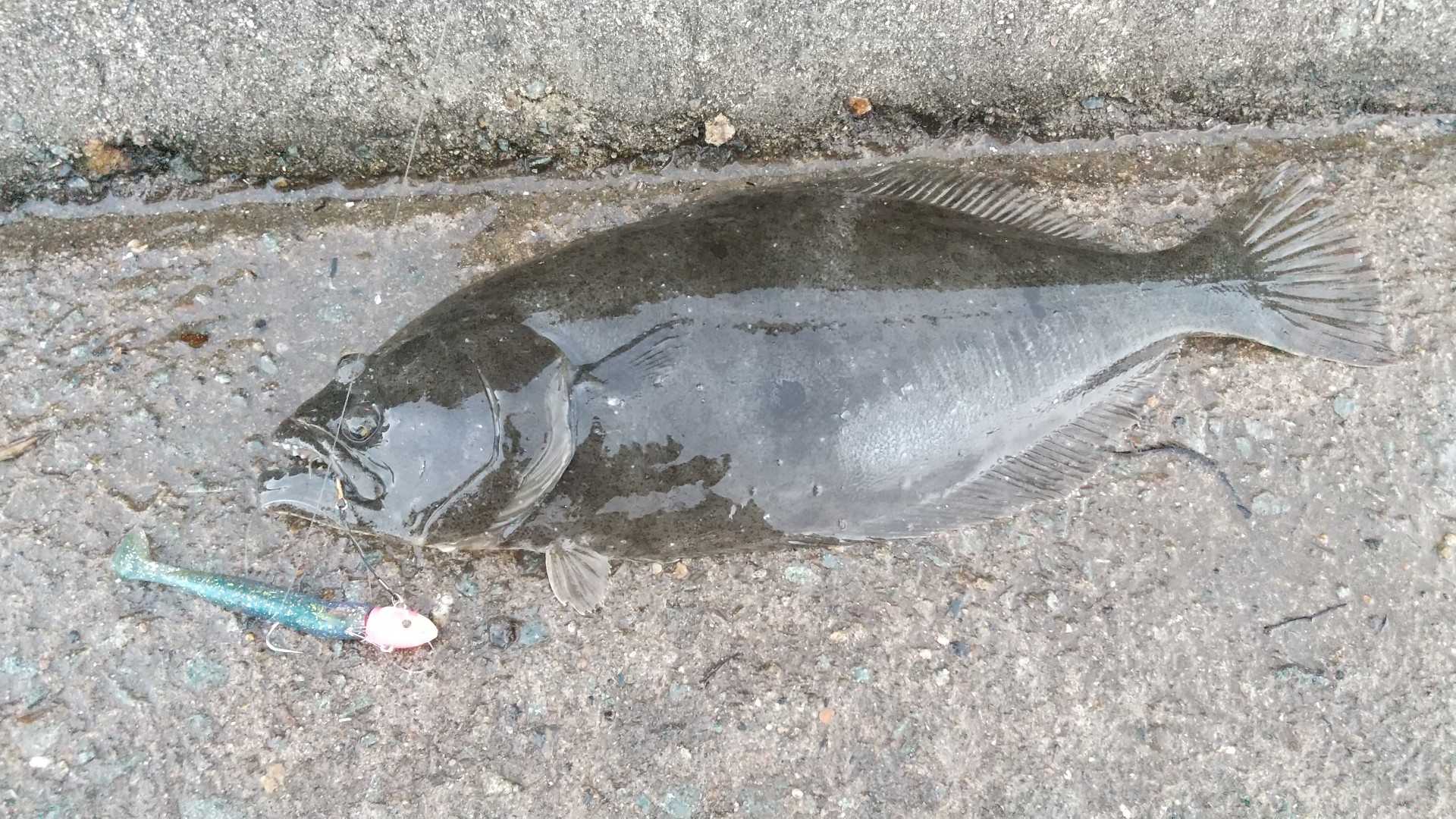釣り の記事一覧 佐渡の生活 楽天ブログ