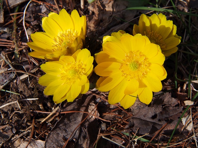 P2130018.jpg