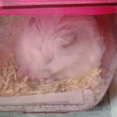 ハムスターのプー　眠