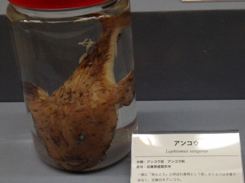 大阪市立自然史博物館2017年7月中旬34　アンコウ（Lophiomus setigerus）