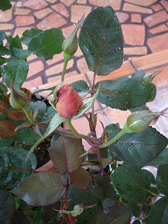 P1300380ss.jpg