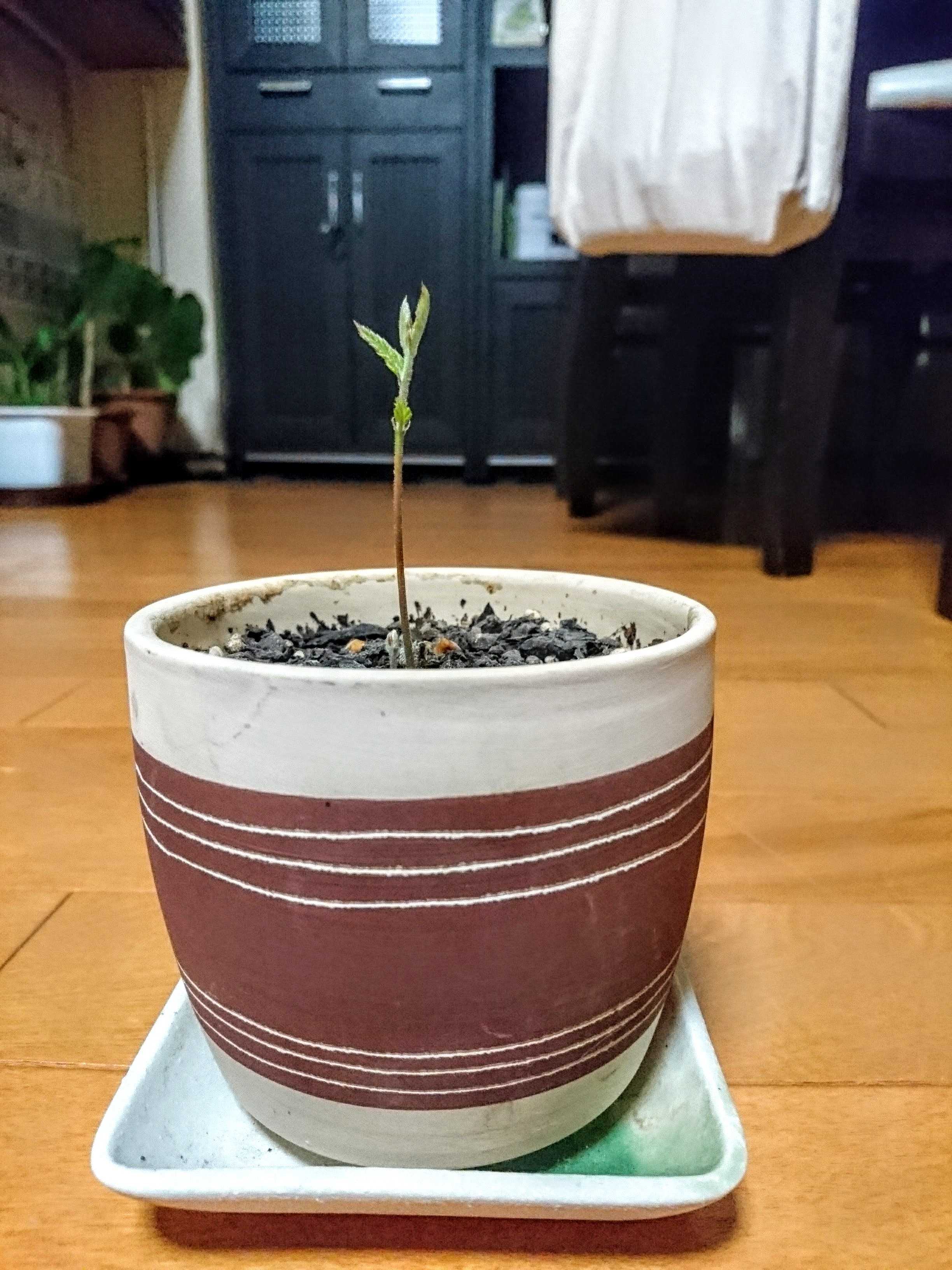 どんぐりどんどん育ちます Kirinmamaのんびり日記 楽天ブログ