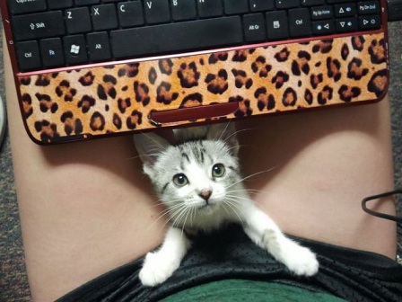 cat