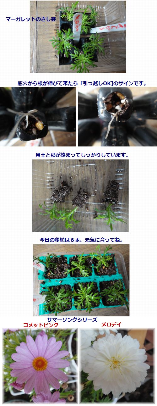 マーガレットの挿し芽の引っ越し