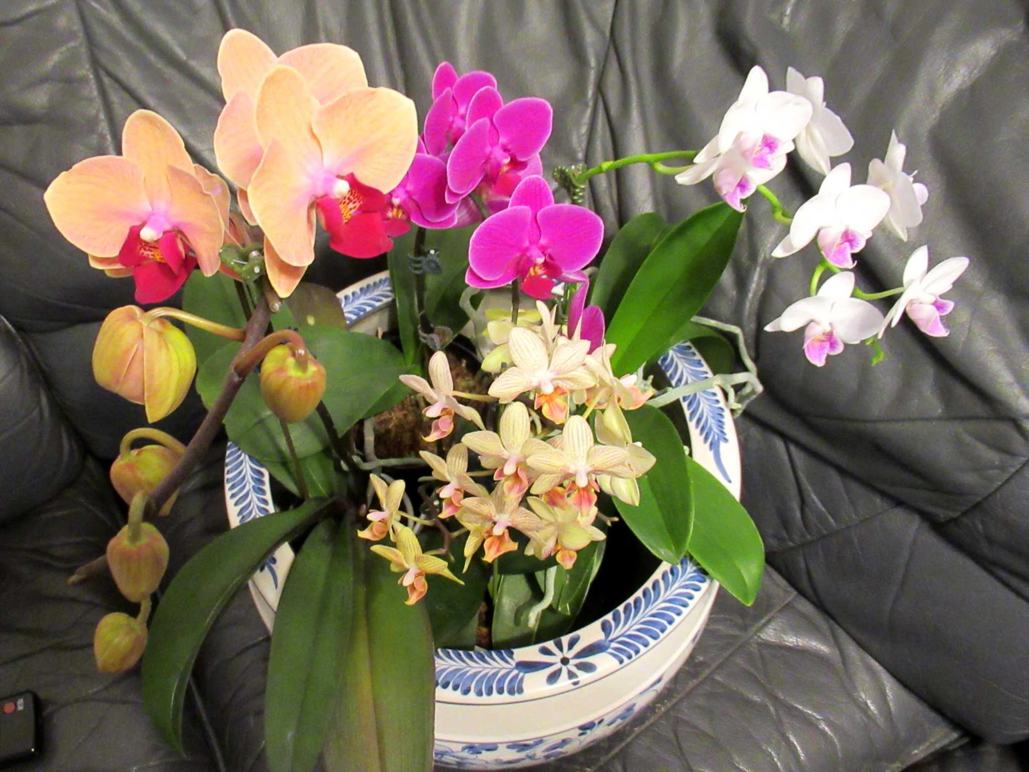 胡蝶蘭の植え込み方 O ｂ かにゃかにゃガーデン 楽天ブログ