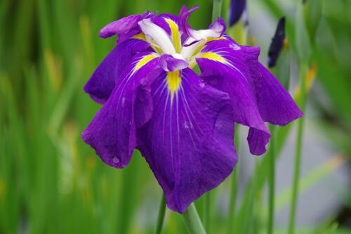 小石川後楽園の花菖蒲