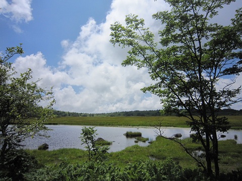 八島ヶ原沼