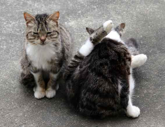 我が家のニャンコ♪2013/1/27-3