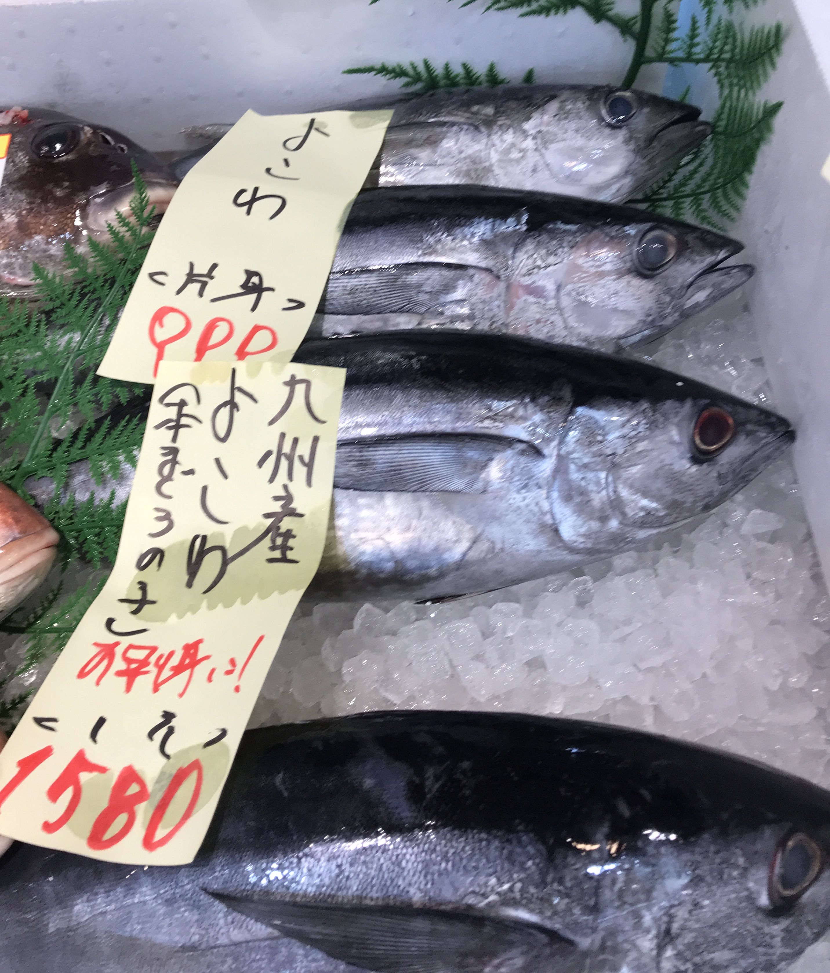 昨日の晩飯 よこわ 瀬戸内を釣りたい 楽天ブログ