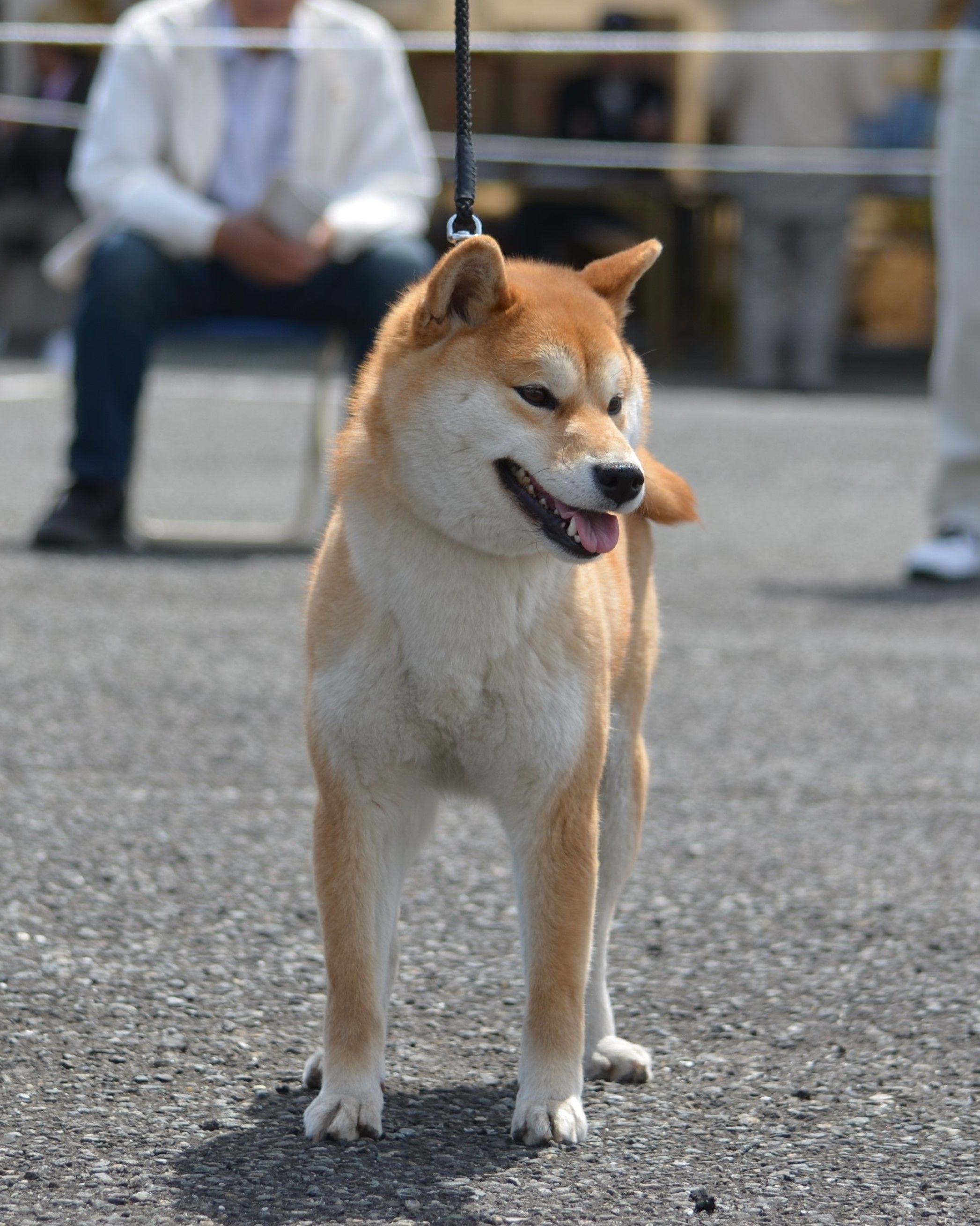 展覧会 の記事一覧 湘南鈴風荘 竜と 姫様 達の共同生活 楽天ブログ