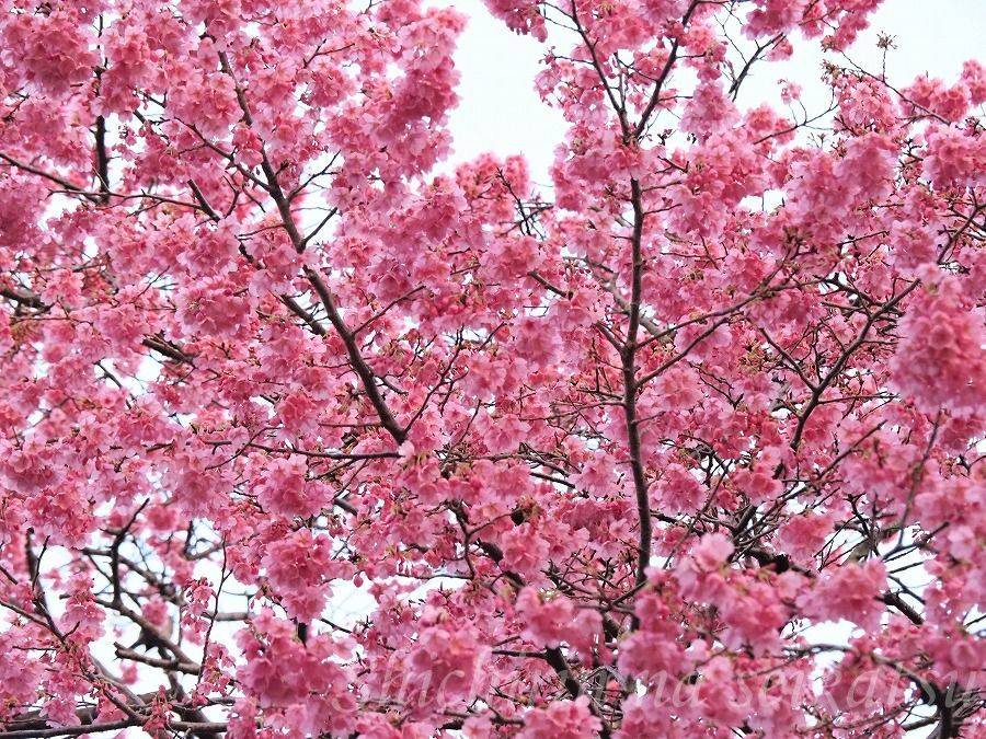 濃いピンクの桜 陽光 七輪な生活 そして 東京の自然 楽天ブログ