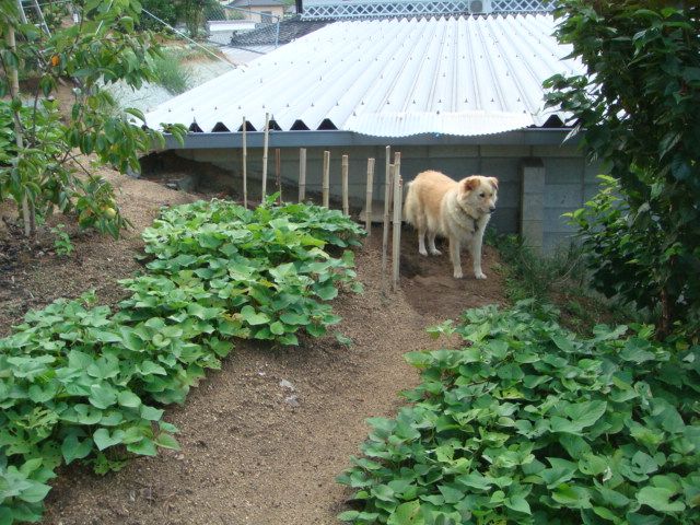 イノシシ対策犬の場所変更とセンサーライト取り付け 古民家ライフスタイル 楽天ブログ