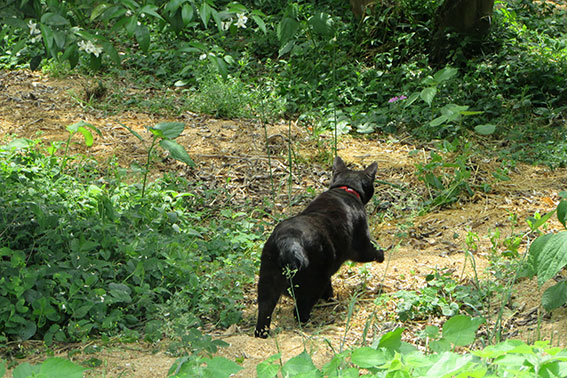 我が家のニャンコ♪2015/5/9-3