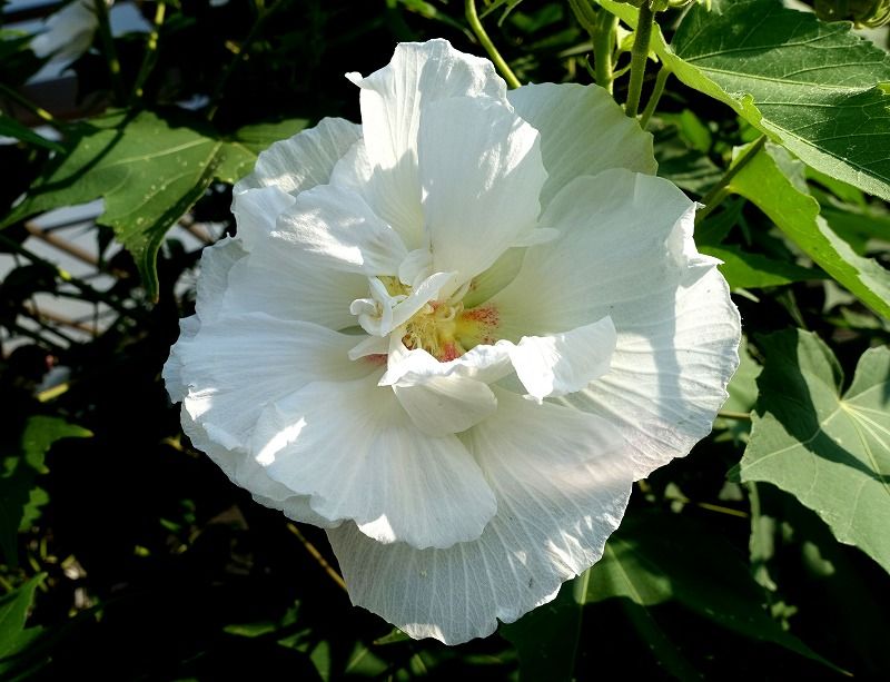 8月日 今日の一花 その3 スイフヨウ 酔芙蓉 Gazengamaのブログ 散歩中に出合った花と趣味の陶芸作品 楽天ブログ