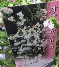 愛変わらず ジャノメエリカ スズランエリカ だい のひとりごと 楽天ブログ