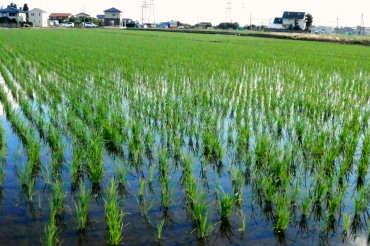 水田　6.4　2015