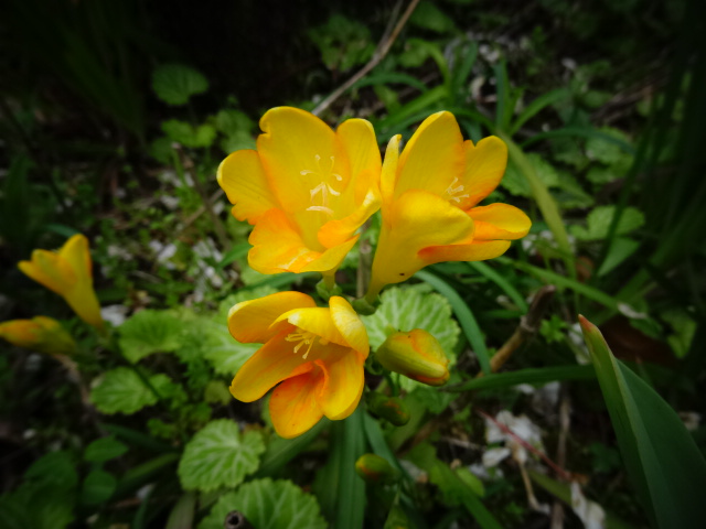 DSC00330.JPG