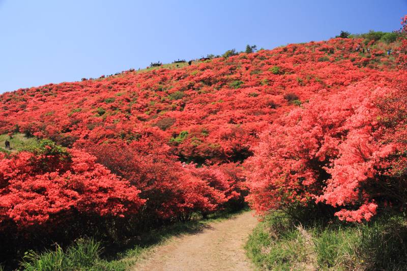 葛城山のツツジ_003.jpg