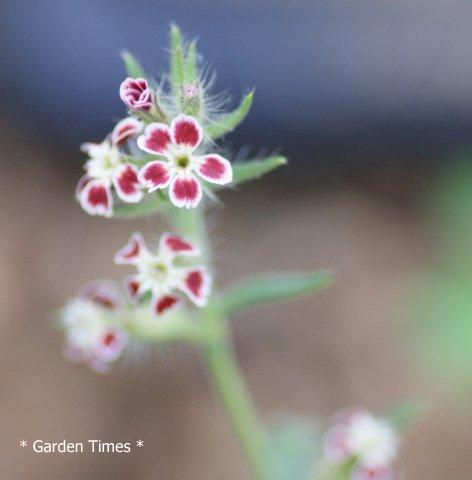 Silene gallica var. quinquevulnera