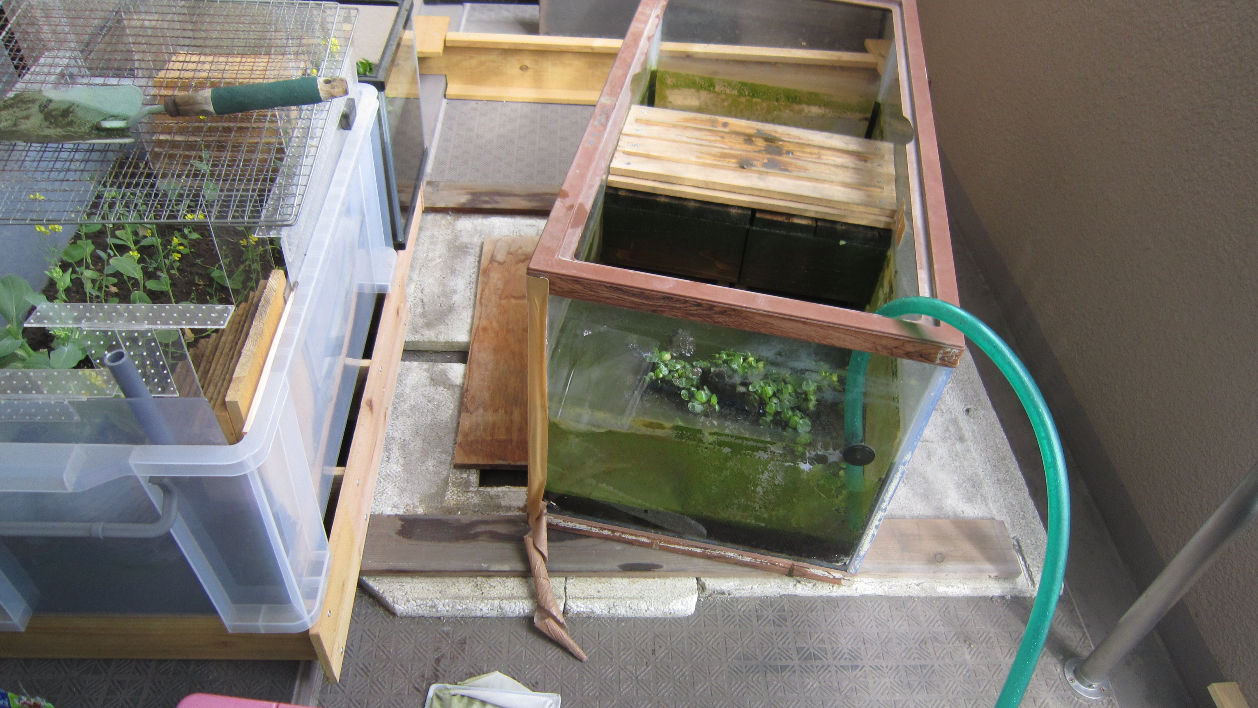 2ページ目の イシガメ水槽の改善 イシガメの水換えいらずの飼育 楽天ブログ