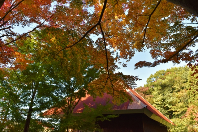 胎蔵時近く　　紅葉