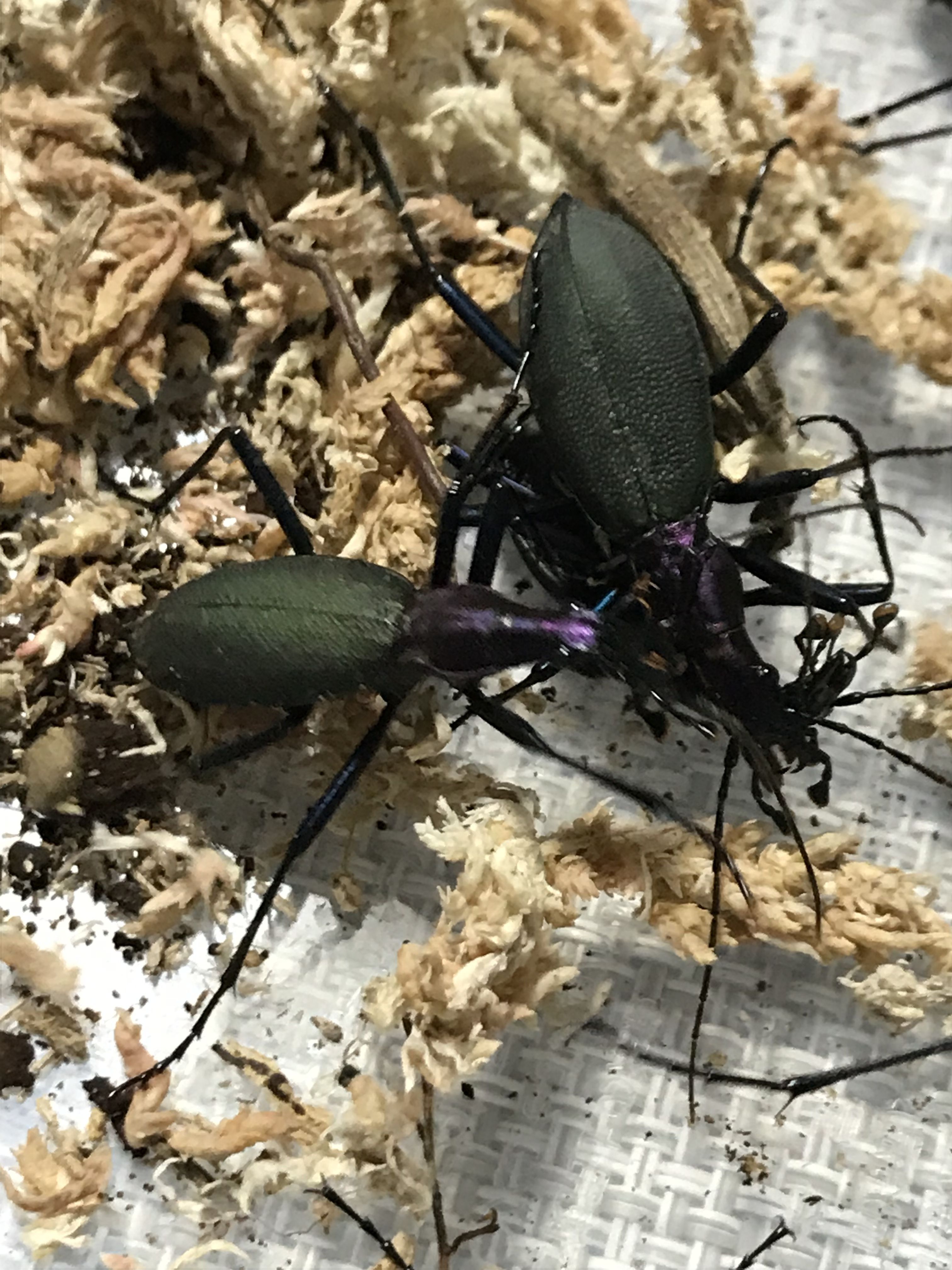 今年のこと マイマイカブリなど 昆虫採集と飼育の毎日 楽天ブログ