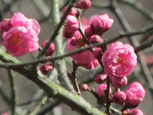 梅の花