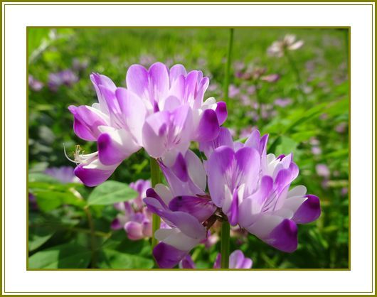 令和２年4月７日 蓮華草紫雲棚引く田圃かな 花の歳時記 天南星の魅力 山野草 楽天ブログ