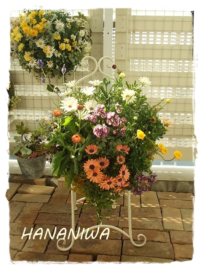 マーガレットのHBとオステオのHB１３０３０３.JPG
