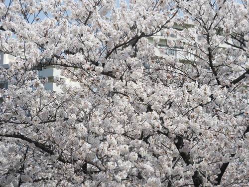 光が丘公園の桜