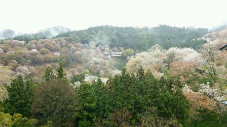 吉野5.jpg