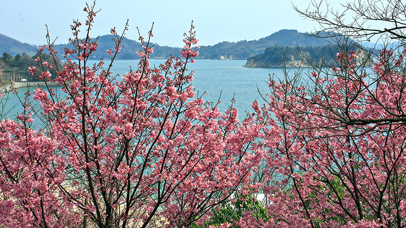 上蒲刈島の早咲きの桜