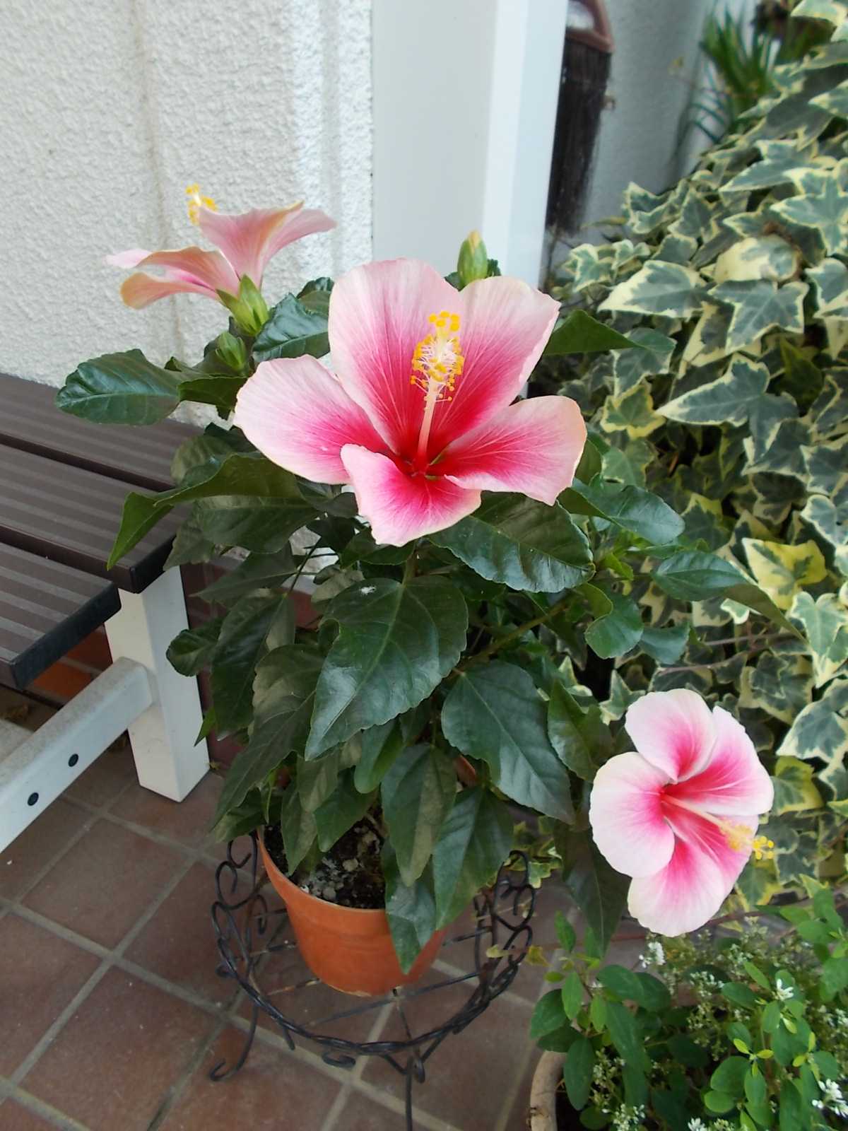 この時期のハイビスカスは長持ちです バラを咲かせることが好き 楽天ブログ