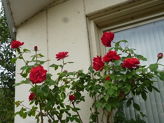 P1180224ss.jpg