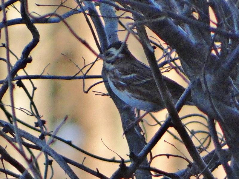 DSC08031 (800x600).jpg